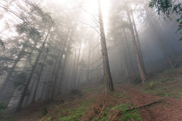 μέσα σε ένα δάσος σε μια ομιχλώδη ημέρα - Φωτογραφία, εικόνα