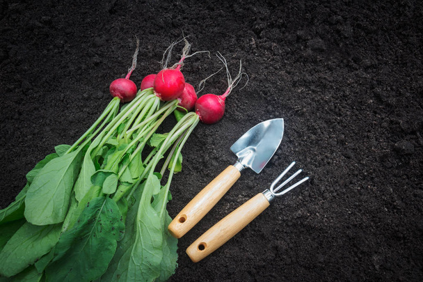 Rábano recién cosechado y herramientas de jardinería sobre fondo de suelo de jardín oscuro
 - Foto, Imagen