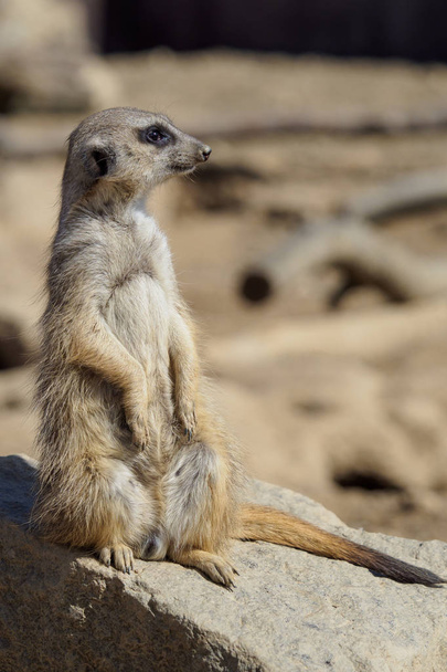 Suricata standing on a guard. Curious meerkat - Foto, Imagem