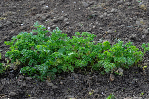 Petroselinum crispum - Curly parsley growing in the garden.  - Photo, Image
