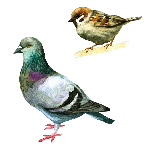 Watercolor illustration. An image of a dove and a sparrow. - Фото, зображення