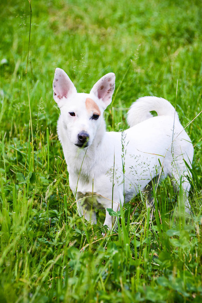 Jack Russell perro espíritu libre - Foto, imagen