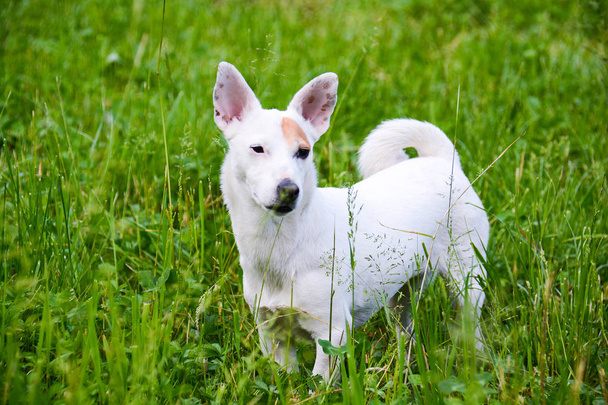 Jack Russell
 - Photo, image