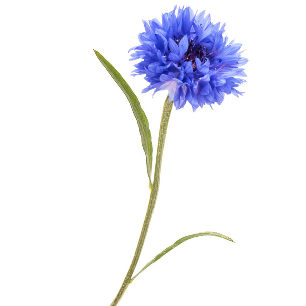 Blue Cornflower isolated on white background  - Foto, imagen