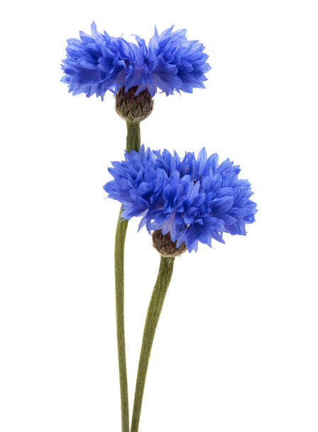 Blue Cornflowers on white background  - Foto, Imagem