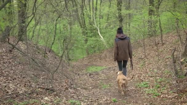 Hiker girl and dog go down the hill in beautiful spring forest. Young female person and staffordshire terrier dog slowly going along country road in rural forest area on a spring day - Filmati, video