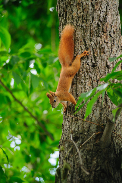Orava punapää puussa kesällä
. - Valokuva, kuva