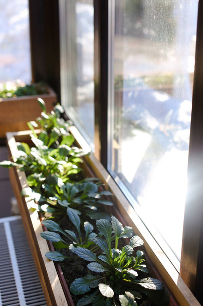 Groene kamer planten in de buurt van venster in de buurt van batterij. - Foto, afbeelding