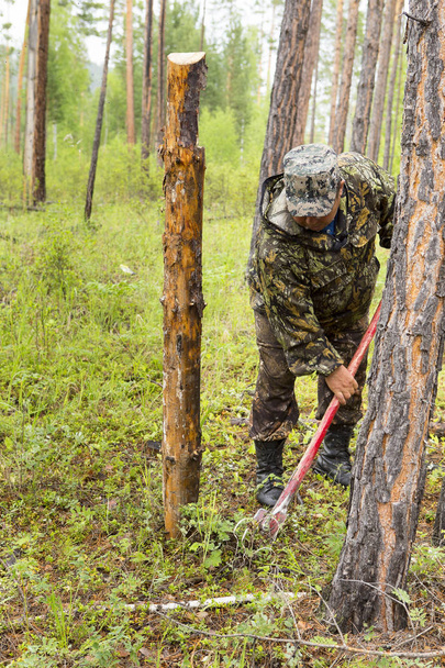 Inspectores forestales trabajan en el bosque
. - Foto, Imagen