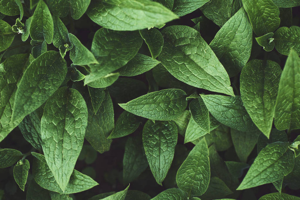 Closeup of fresh leaves pattern, natural background - Fotografie, Obrázek