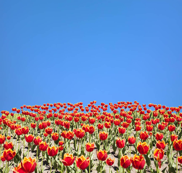 Красные тюльпаны и голубое небо - Фото, изображение