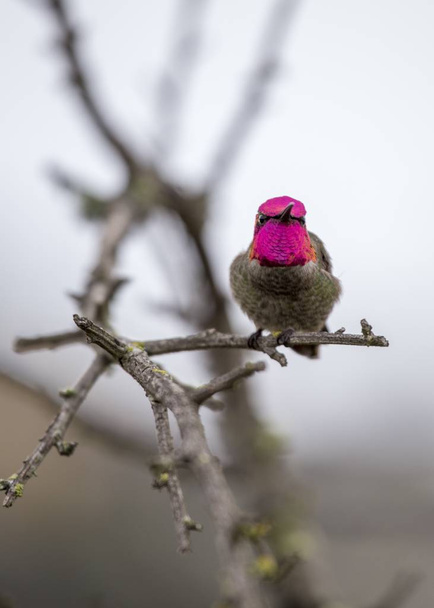 Anny hummingbird (calypte anna) - Fotografie, Obrázek