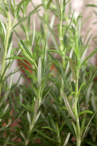 close up on a rosmary plant - Foto, immagini