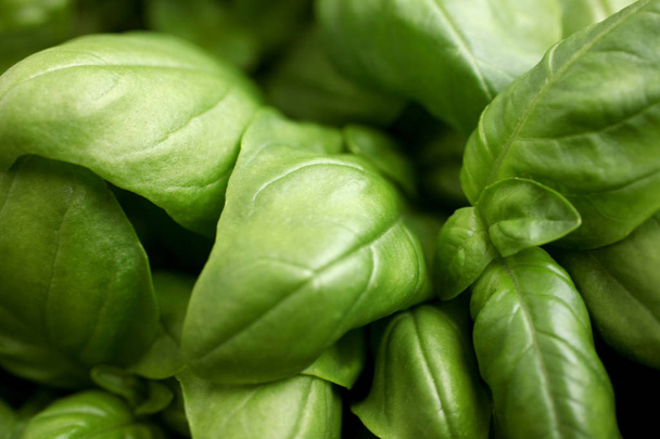 close up on ripe basil leaves - Foto, afbeelding
