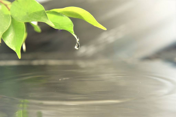 water drop from green leaf over the water surface in morning sunshine - Фото, изображение