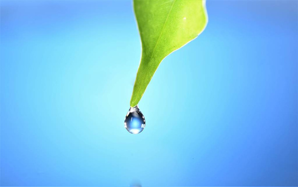 water drop from green leaf blue bachground - Fotoğraf, Görsel