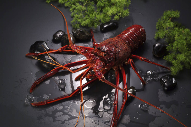 one raw lobster close-up view  - Foto, Imagem