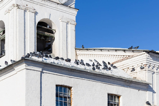 palomas en el techo de la antigua iglesia en la ciudad de Suzdal
 - Foto, Imagen