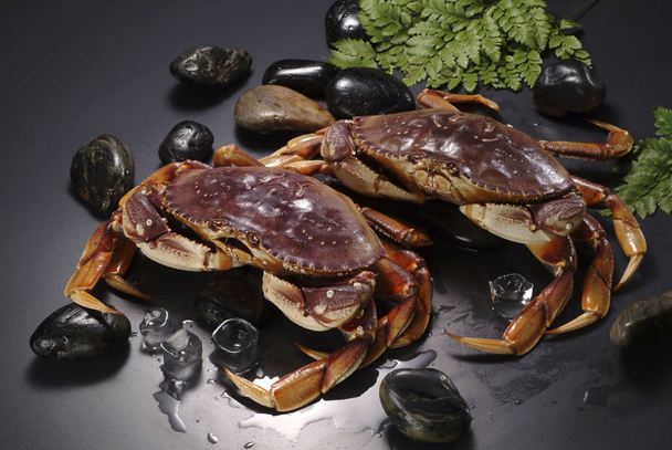 raw crabs and ice cubes, close-up view  - Foto, Imagem