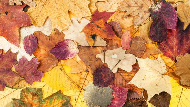 panoramic autumn background from various leaves - Foto, Imagem