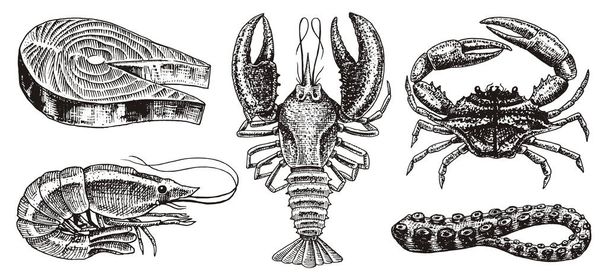 Crustaceans, shrimp, lobster or crayfish, salmon steak, crab with claws. River and lake or sea creatures. Freshwater aquarium. Seafood for the menu. Engraved hand drawn in vintage sketch. - Vector, Image
