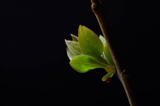 closeup view of branch with leaves isolated on black background - Photo, Image