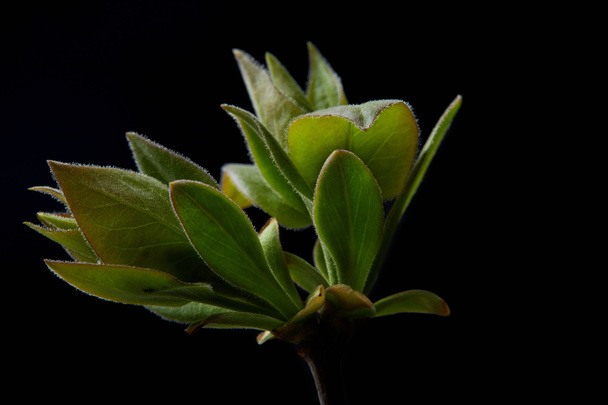 closeup shot of branch with leaves isolated on black background - Zdjęcie, obraz