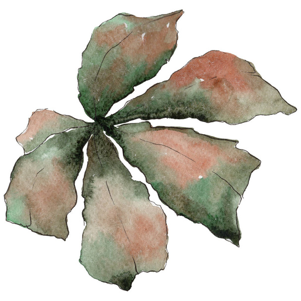 Φύλλα καστανιάς σε στυλ υδροχρώματος απομονωμένες. - Φωτογραφία, εικόνα