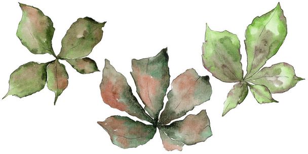 Chestnut leaves in a watercolor style isolated. - Foto, Imagen
