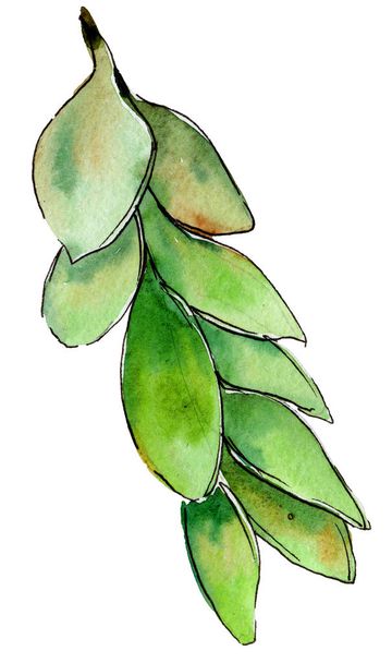Grünes Buchsbaumblatt. Blatt pflanze botanischer garten blumenblätter. - Foto, Bild