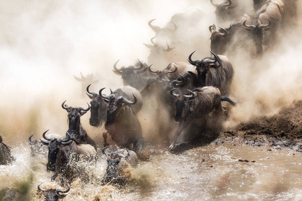 Wildebeests crossing the Mara River during the annual great migration. - Photo, Image