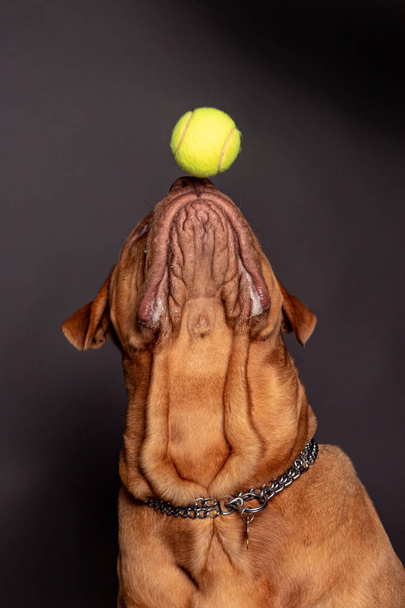 Dogue de bordeaux σκύλο να παίζει με μια μπάλα tenns  - Φωτογραφία, εικόνα