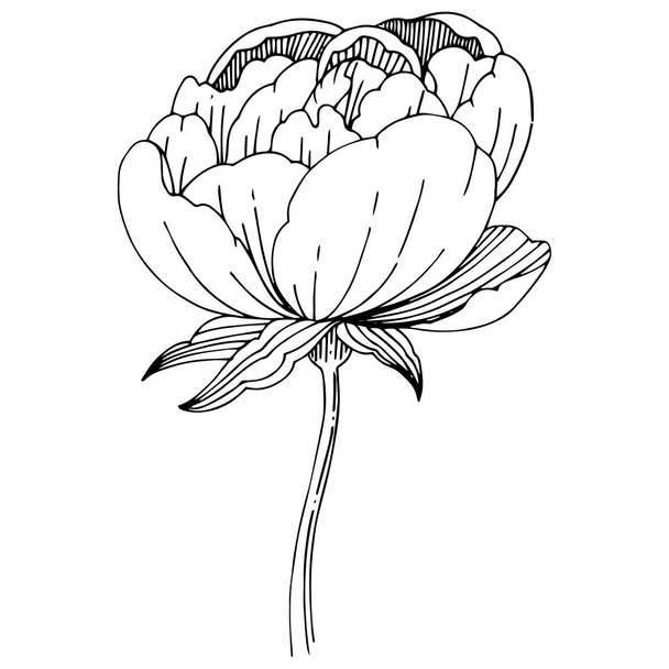 Wildflower peonies flower in a vector style isolated. - Vector, afbeelding