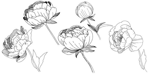 Wildflower pioenrozen bloem in een vector stijl geïsoleerd. - Vector, afbeelding