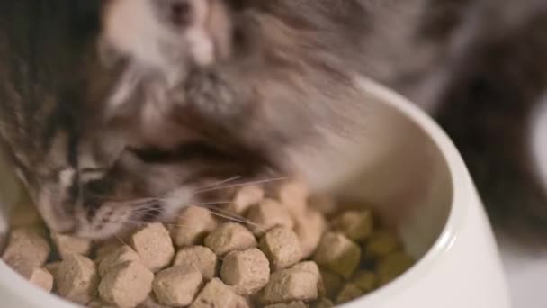 Maine chaton coon - Séquence, vidéo