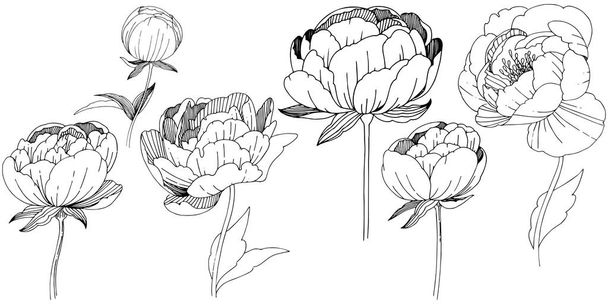 Les pivoines de fleurs sauvages fleurissent dans un style vectoriel isolé
. - Vecteur, image