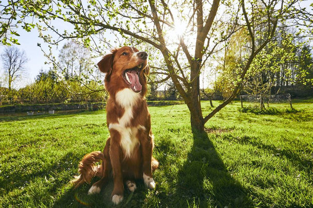 Dog resting on the garden - Foto, Bild