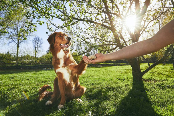 Man holding paw of the his dog - Fotografie, Obrázek