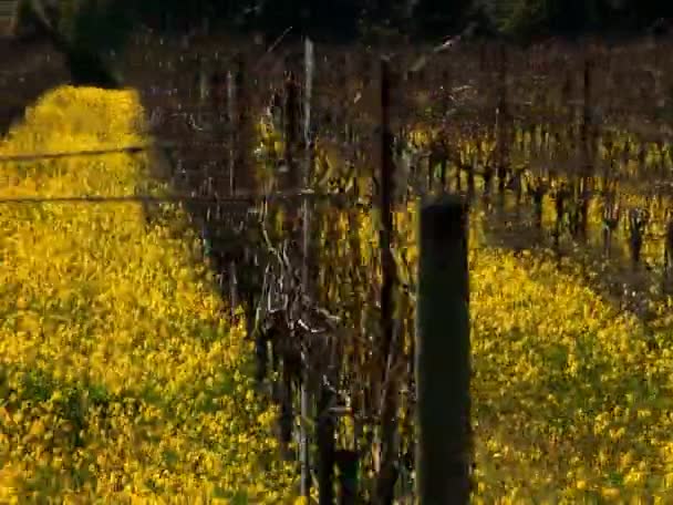 рядки винограду в виноградник в долині Напа, - Кадри, відео