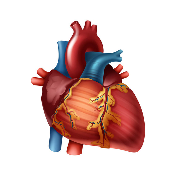 Anatomia do coração humano
 - Vetor, Imagem