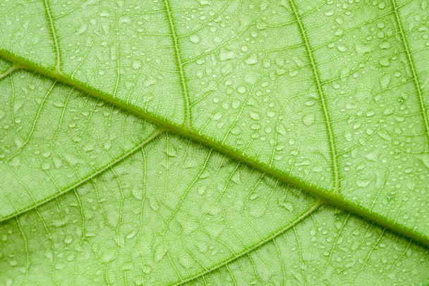 Soft Focus nature background texture green leaf with water drop. - Photo, image