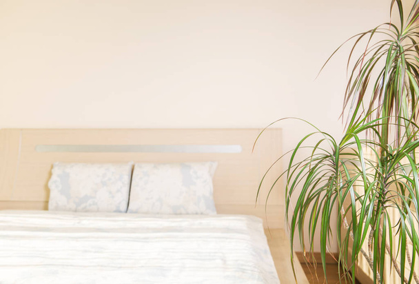 Wohn- und Gartenkonzept von Sansevieria trifasciata oder Schlangenpflanze im Schlafzimmer - Foto, Bild
