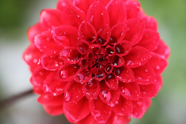 Kırmızı çiçek bahar - Fotoğraf, Görsel