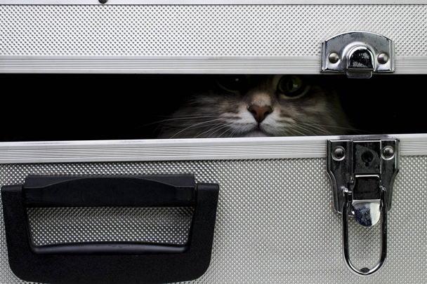 η γάτα κάθεται σε μια βαλίτσα σιδήρου - Φωτογραφία, εικόνα