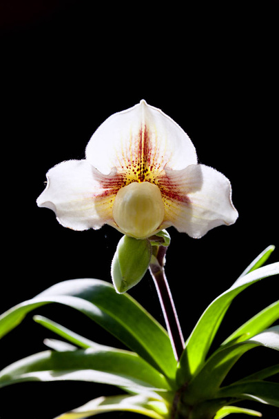 Orchid flower in tropical garden, Chiang Mai, Thailand.  Paphiopedilum, often called the Venus slipper, is a genus of the Lady slipper. - Photo, Image