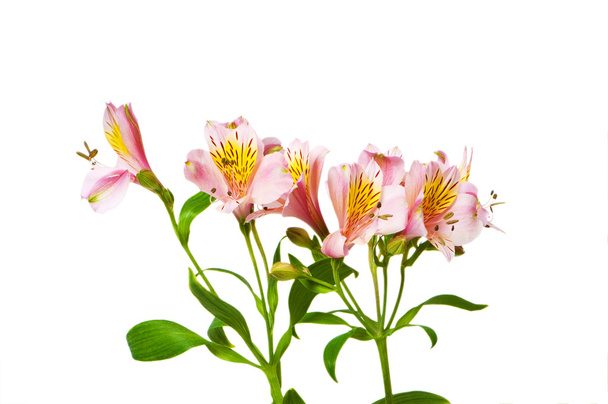 Colourful lilies isolated on the white - Foto, Bild