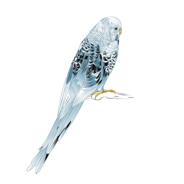 Papugi faliste, niebieski papuga długoogonowa lub parakeet powłoki lub budgie domu pet na białe tło vintage wektor ilustracja można edytować ręcznie rysować - Wektor, obraz
