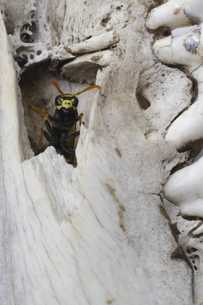 ampiainen lehmän leuassa, ampiainen vanhoissa luissa
 - Valokuva, kuva