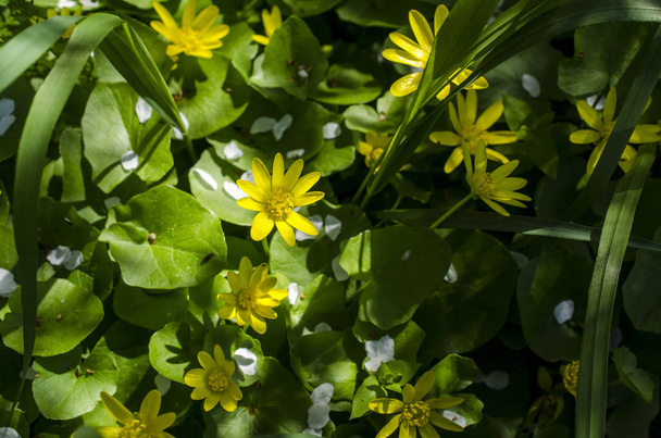 Jaskier wiosna tło, żółte kwiaty - Zdjęcie, obraz