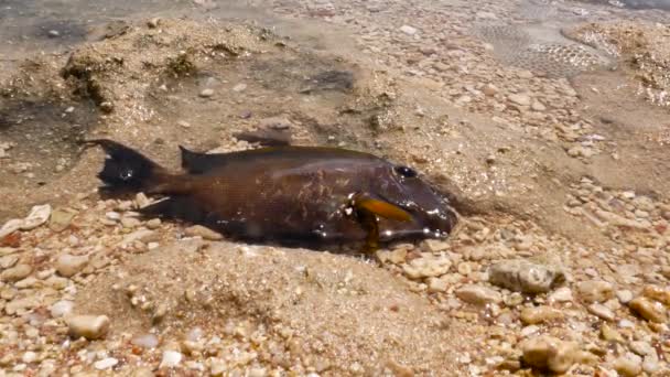 νεκρά ψάρια στην παραλία - Πλάνα, βίντεο